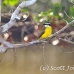 kiskadee_greater_la_h_1301_ecu3464.jpg